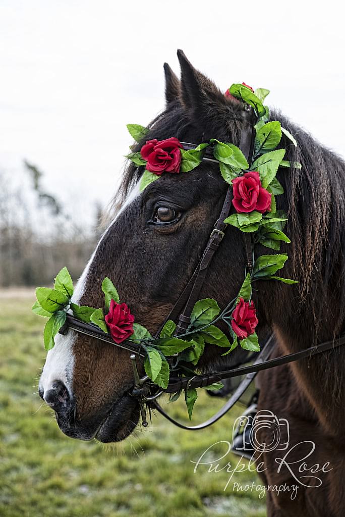 Horse with roses