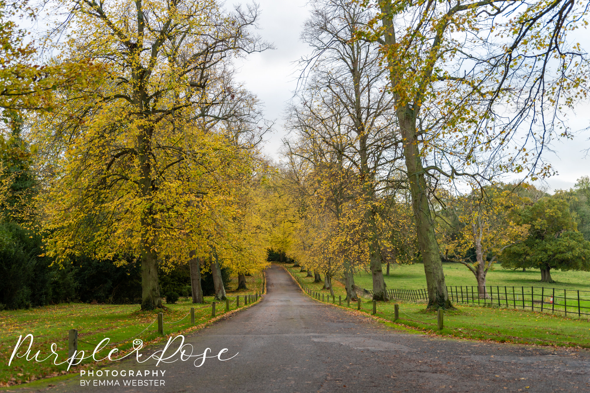 Autumn trees leading to Kelmarsh Hall Northampton