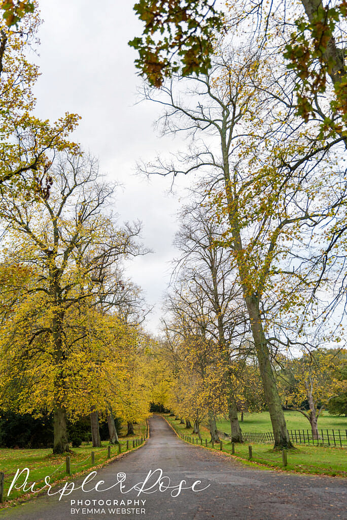 Tree lined driveway to Kelmarsh Hall Northampton