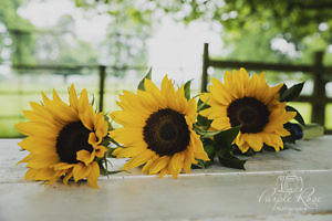 Sunflowers at Woughton \House