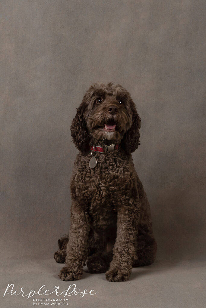 Dog in a photo studio